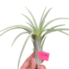 Tillandsia Mudlo