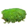 Pincushion Moss