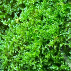 Live Terrarium Moss (Sheet Moss)