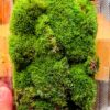 Octoblepharum Albidum Moss