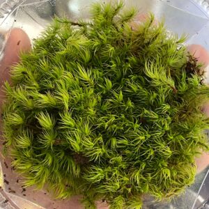 Mood Moss (Dicranum Scoparium)