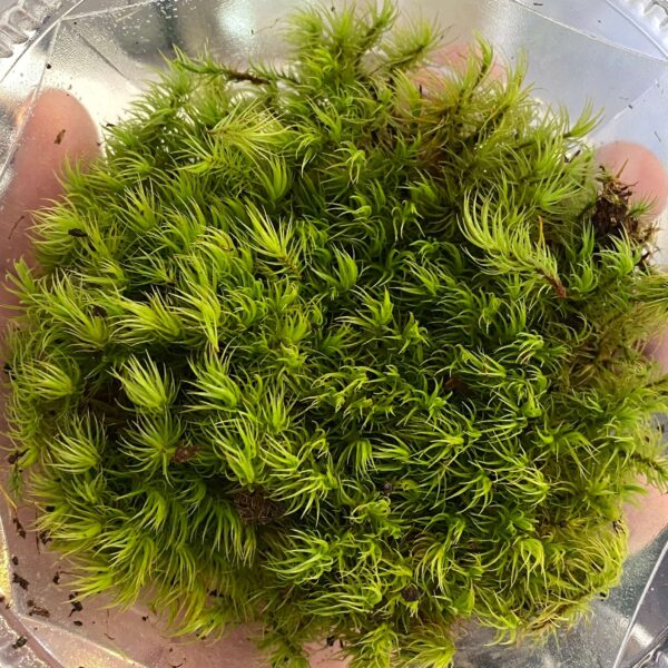 Mood Moss (Dicranum Scoparium)