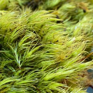 Mood Moss (Dicranum Scoparium)