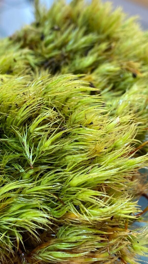 Mood Moss (Dicranum Scoparium)