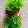 Umbrella Moss (Rhodobryum giganteum)