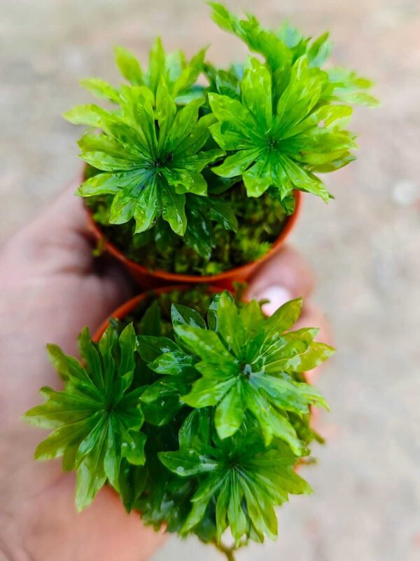 Umbrella Moss (Rhodobryum giganteum)