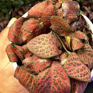 Fittonia Forest Flame