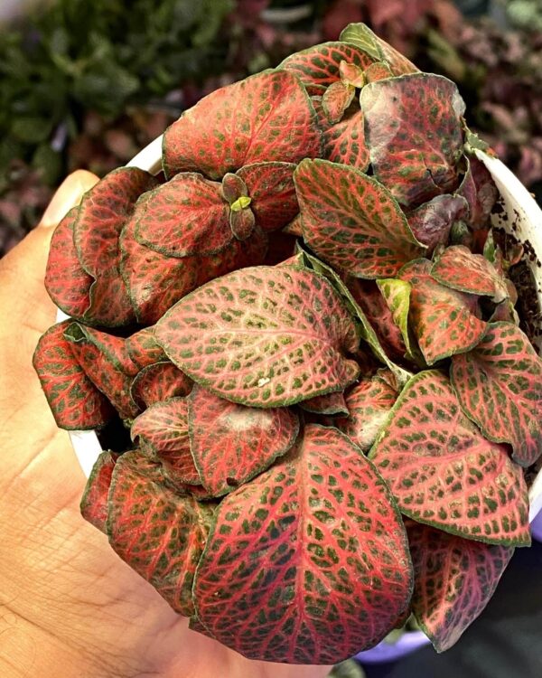 Fittonia Forest Flame