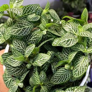 Fittonia Mini White