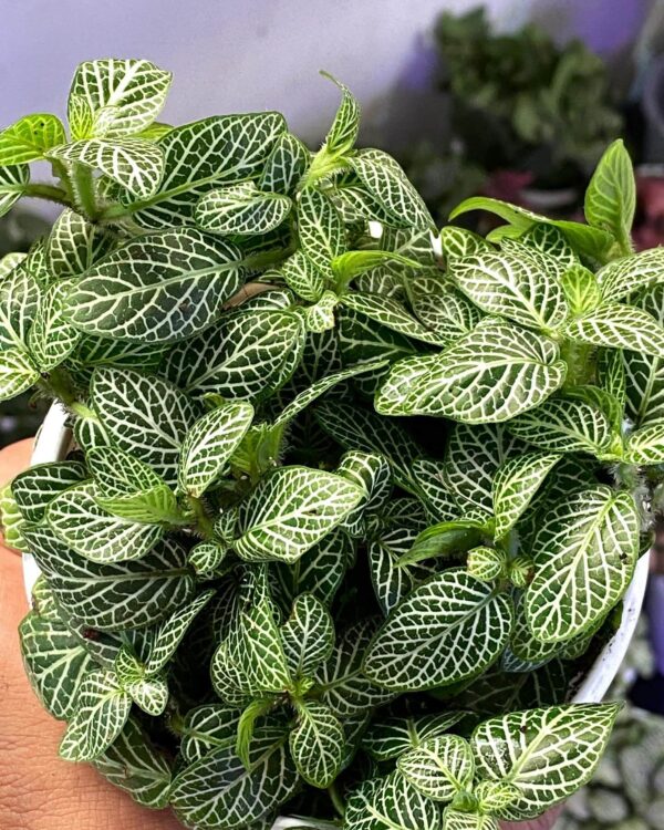 Fittonia Mini White