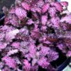 Fittonia Pink Forest Flame