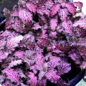 Fittonia Pink Forest Flame