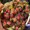 Fittonia Ruby Red