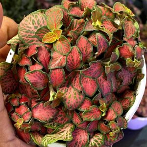 Fittonia Ruby Red