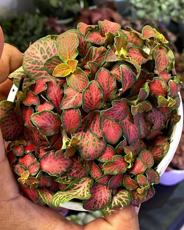 Fittonia Ruby Red