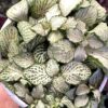 Fittonia Snow Anne