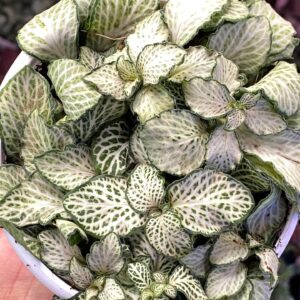 Fittonia Ruby Red