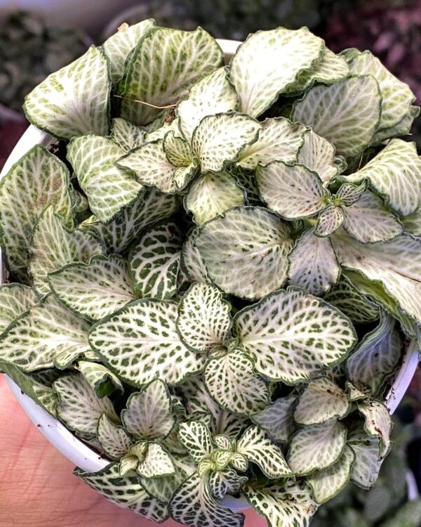 Fittonia Snow Anne