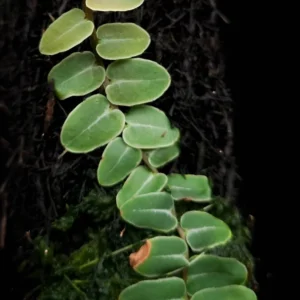 Marcgravia Umbellata