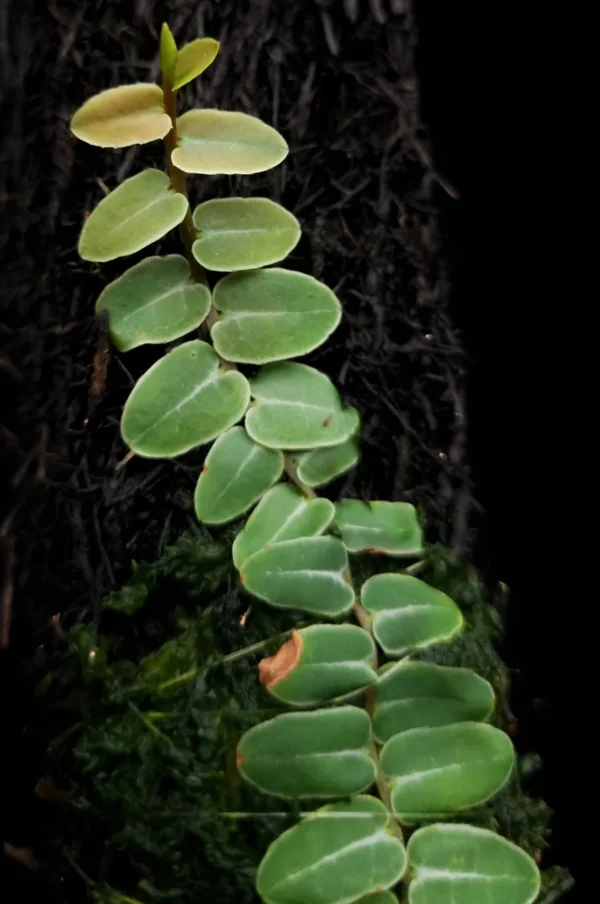 Marcgravia Umbellata