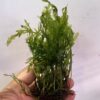 Bolbitus Heudelotii