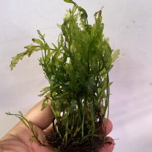 Bolbitus Heudelotii