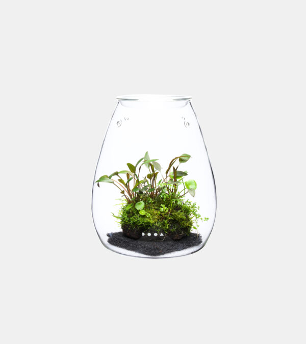 DOOA Glass Pot SHIZUKU