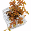 Selaginella Red