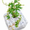 Selaginella Uncinata