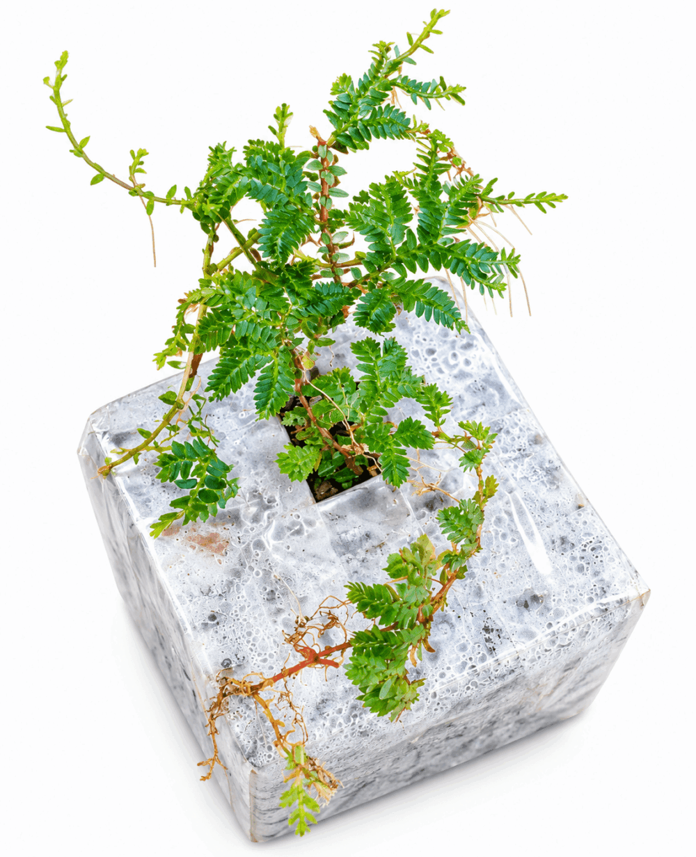 Selaginella Uncinata Selaginella Uncinata