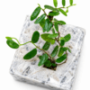 Ficus Punctata ‘Panama’ – Rare Plant