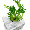 Selaginella Green