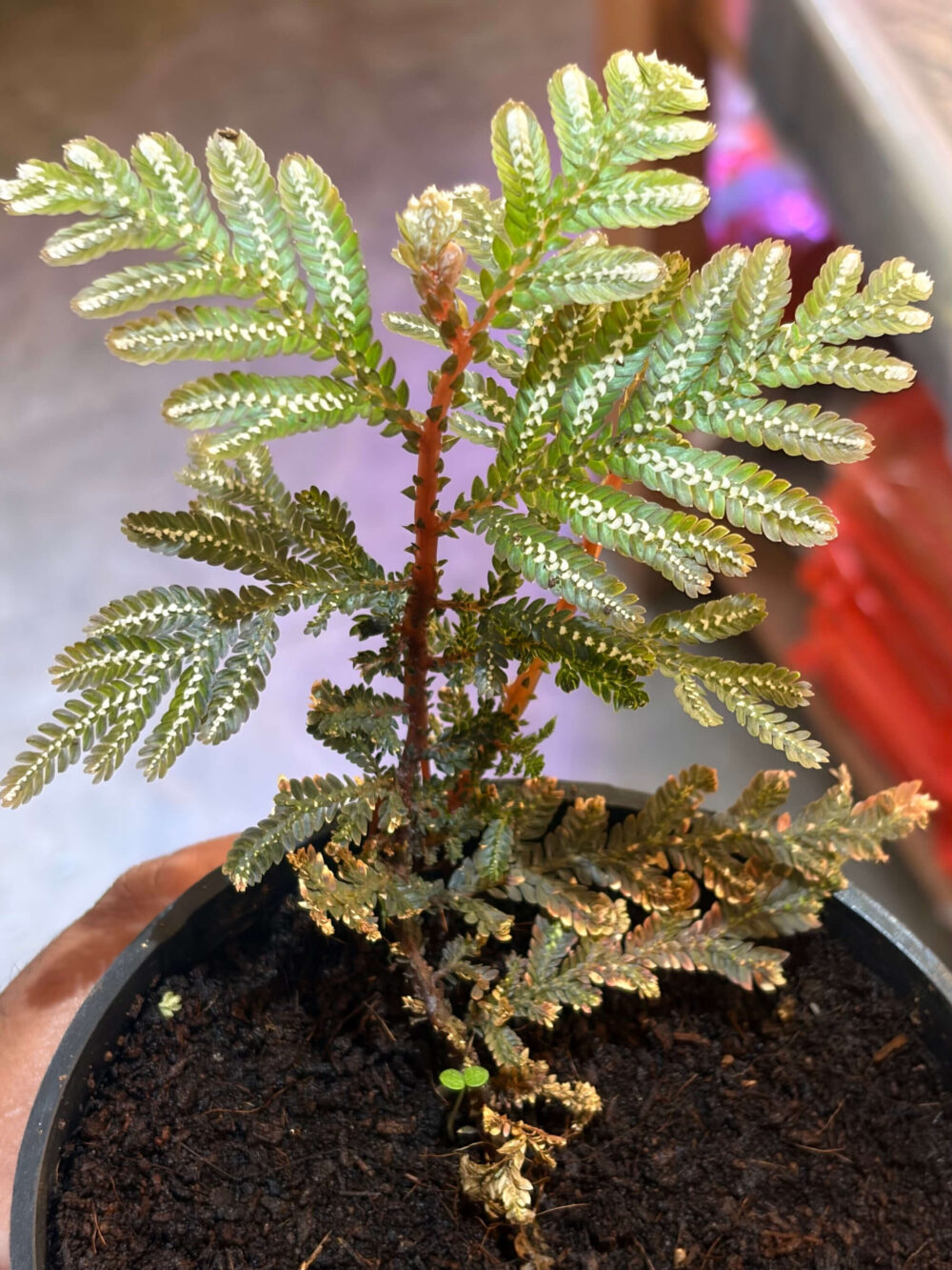 Selaginella Picta Selaginella Picta