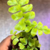 Golden Maidenhair Fern
