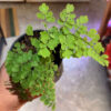 Maidenhair Fern